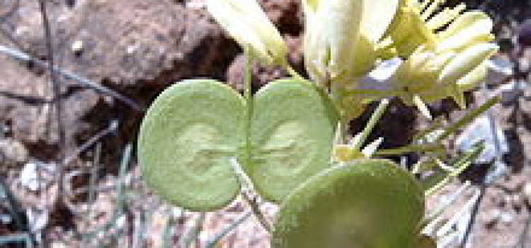 Natural Park Flora Natural Park Flora
