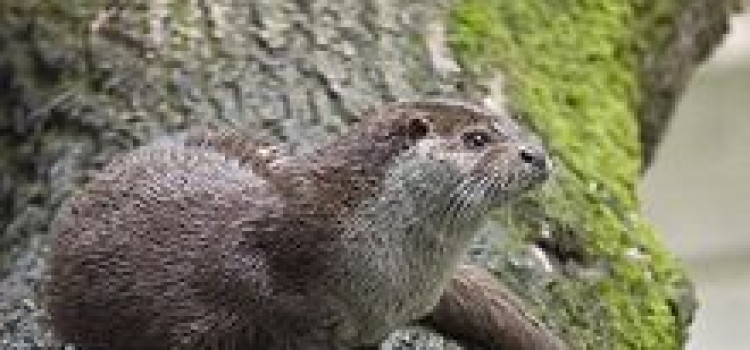 Natural Park Fauna, Birds, Mamals, Amphibians, Reptiles, Fish Natural Park Fauna, Birds, Mamals, Amphibians, Reptiles, Fish